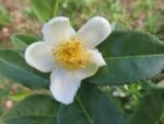 Бял чай (Camellia sinensis) листа