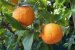 Портокал (Citrus aurantium subsp.) кора