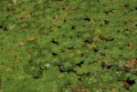Водна детелина (Menyanthes trifoliata) листа