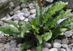 Волски език (Asplenium scolopendrium) листа