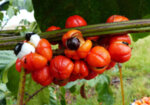 Гуарана (Paullinia cupana) плод