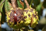 Конски кестен (Aesculus hippocastanum) смлян плод