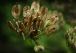 Анасон (Pimpinella Anisum) семе