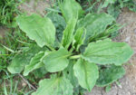 Живовляк широколист (Plantago major) семена