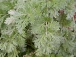 Бял пелин (Artemisia absinthium) стрък