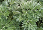 Бял пелин (Artemisia absinthium) стрък