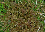 Исландски лишей (Cetraria islandica)