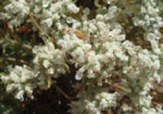 Бяло подъбиче (Teucrium polium) стрък