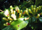 Карамфил (Syzygium aromaticum) пъпки
