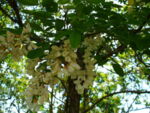Бяла акация (Robinia pseudoacacia L.) цвят