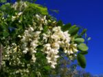 Бяла акация (Robinia pseudoacacia L.) цвят