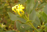 Жасмин (Jasminum nudiflorum) цвят