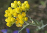Жълт смил, Безсмъртниче (Helichrysum arеnarium) цвят