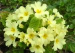 Иглика (Primula veris) цвят