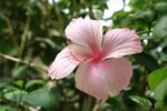 Каркаде (Hibiscus sabdariffa) цвят