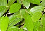 Цейлонска канела (Cinnamomum verum) пръчки