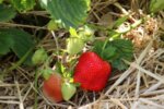 Градинска ягода (Fragaria ananassa) листа