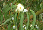 Евкалипт (Eucalyptus globulus) листа