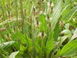 Живовляк теснолист (Plantago lanceolata) листа
