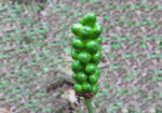 Змийска хурка (Arum maculatum) корен