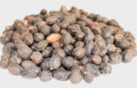 Сао палмето (Serenoa repens) плод