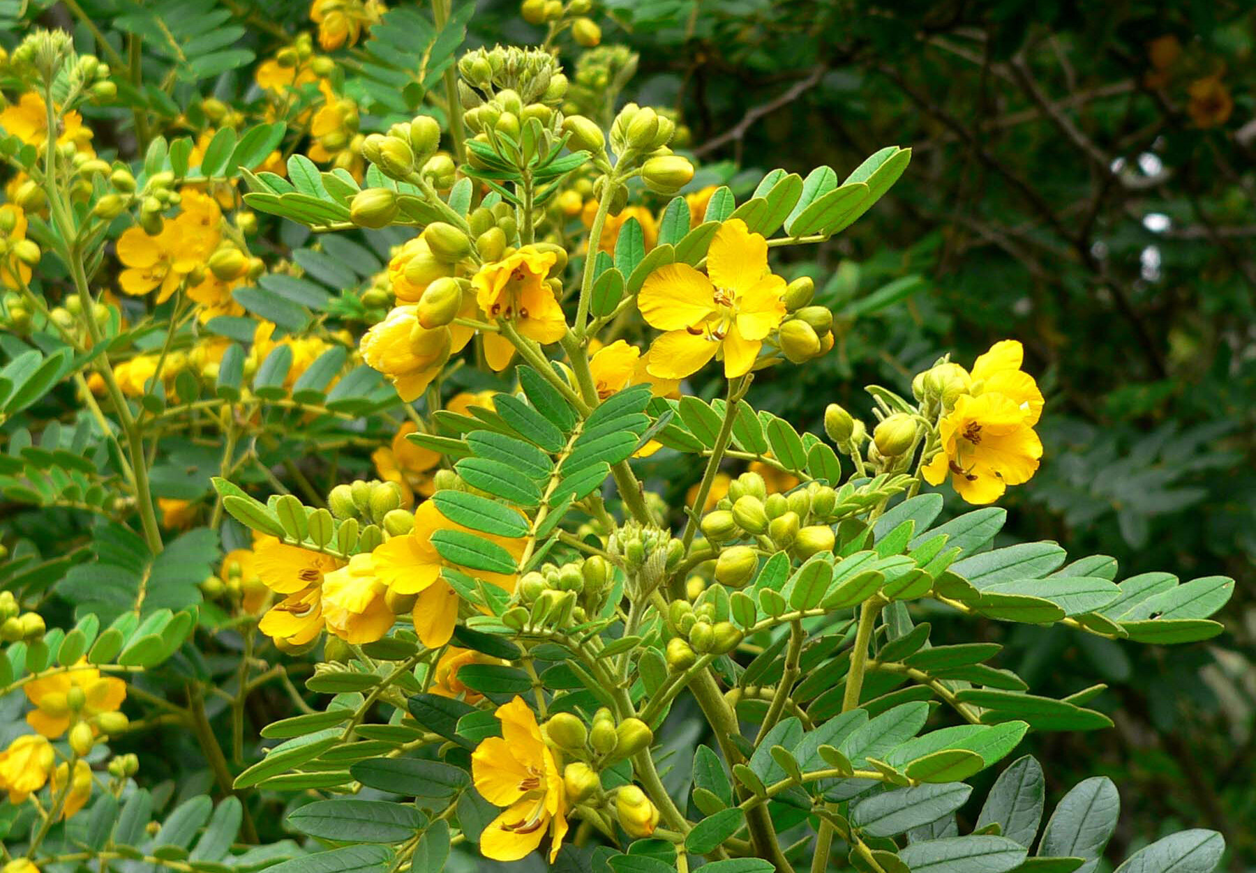 Сена, Майчин лист (Cassia senna, Cassia aсutifolia Del.) плод
