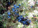 Синя хвойна (Juniperis communis) плод
