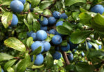 Трънка (Prunus spinosa) плод