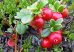 Червена боровинка (Vaccinum Vitis-idaea) плод