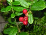 Червена боровинка (Vaccinum Vitis-idaea) плод
