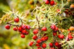 Червена хвойна (Juniperus oxycedrus) плод