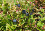 Черна боровинка (Vaccinium Myrtillis) плод