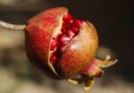 Нар (Punica granatum) кора