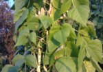 Неувивен боб (Phaseolus vulgaris) шушулки