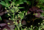 Псилиум (Plantago Psyllium) семе