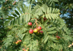 Скоруша (Sorbus domestica)