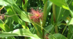 Царевична коса (Stygmata maydis)