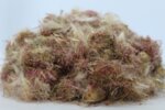 Магарешки Бодил, Гингер (Onopordum acanthium) цвят – цял