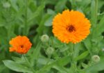 Невен (Calendula officinalis) цвят