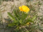 Невен (Calendula officinalis) цвят