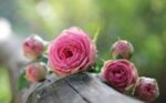 Роза (Rosa damascena) цвят