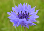 Синя метличина (Centaurea суаnus) цвят