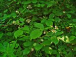 Къпина (Rubus fruticosus) листа