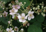 Къпина (Rubus fruticosus) листа