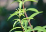 Лимонена трева (Cymbopogon citratus) листа
