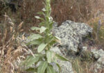 Лопен (Verbascum spathulisepalum) листа