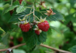Малина (Rubus idaeus) листа