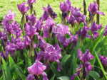 Перуника (Iris germanica) корени