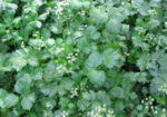 Целина (Apium graveolens L.) семе