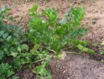 Целина (Apium graveolens L.) семе